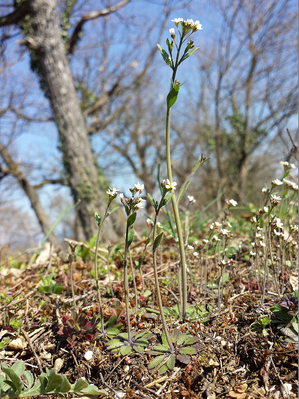 Arabidopsis thaliana